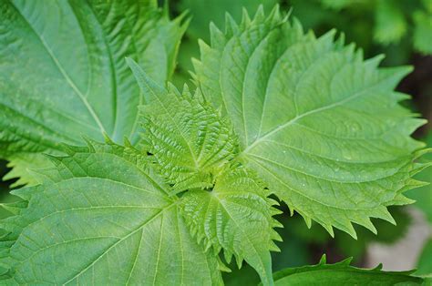 大葉植物|大葉（シソ）の育て方・栽培方法｜適切な生育環境や 